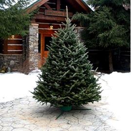 0000070_fresh-cut-and-living-christmas-trees_269