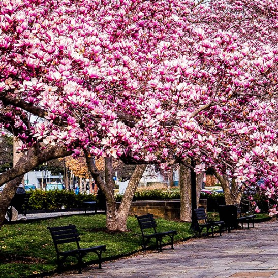 Magnolia Tree